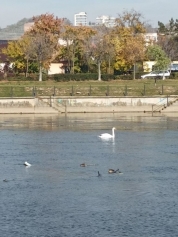 POZA ZILEI. Lebedele au revenit pe Someș